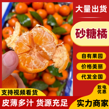 【精选】广西桂林正宗沙糖桔产地一手货源对接全国