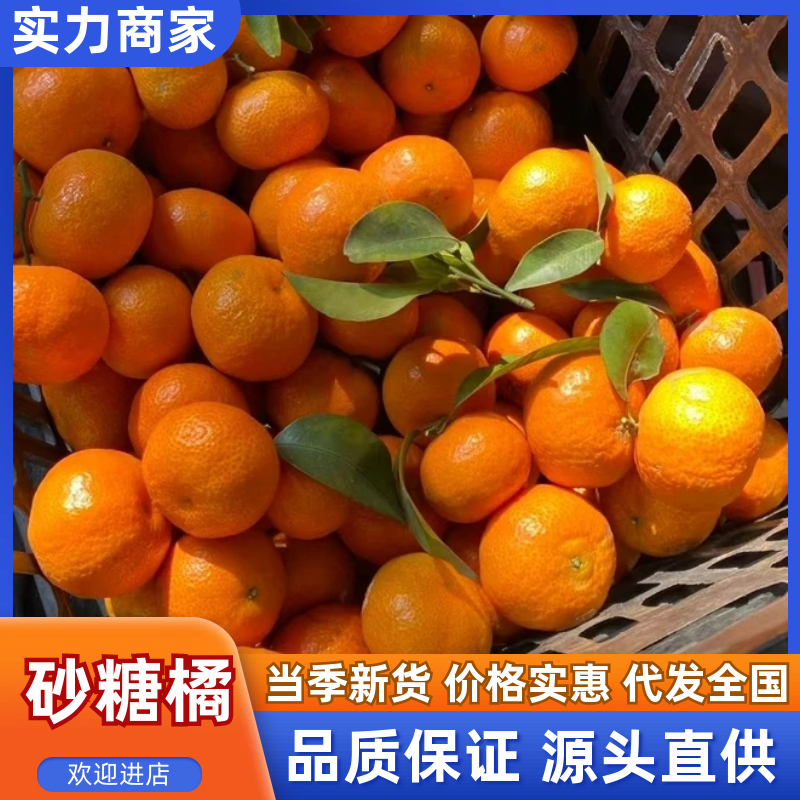【热卖】砂糖橘沙糖桔对接电商市场等果面干净保质保量