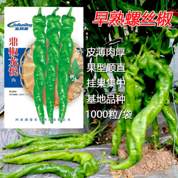 早熟螺丝椒种子高产四季阳台盆栽辣椒种子1000粒皮薄肉厚