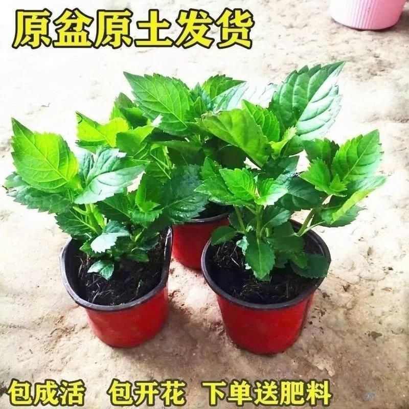 福建精品绣球八仙花种植基地直发花季长易成活