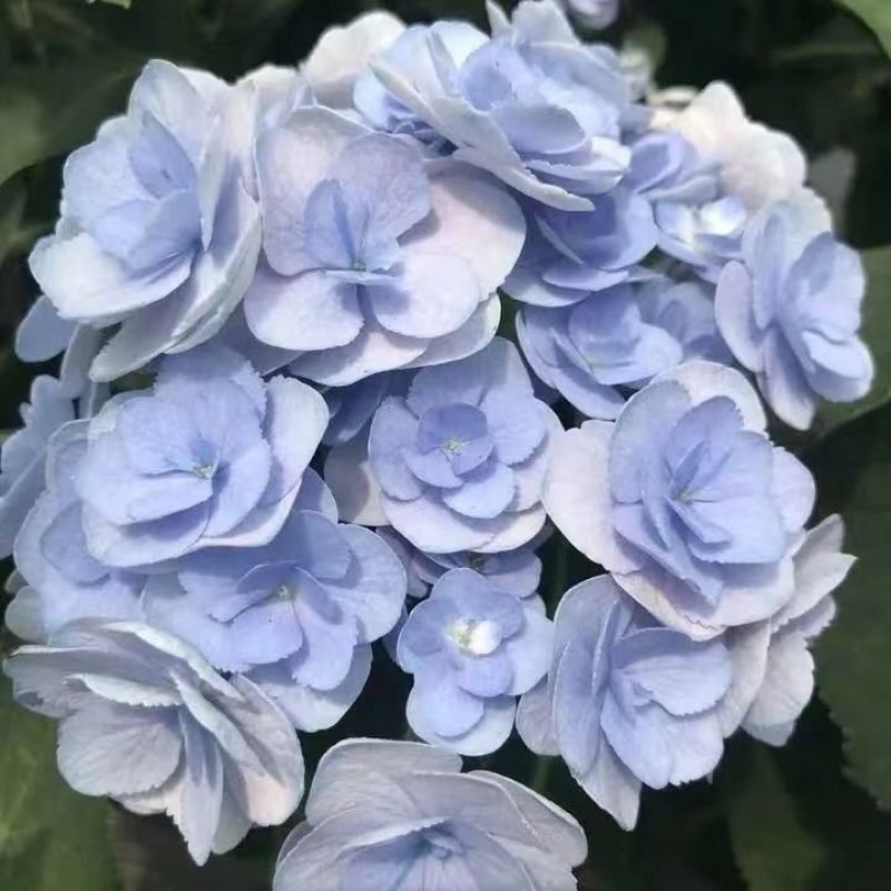 福建精品绣球八仙花种植基地直发花季长易成活
