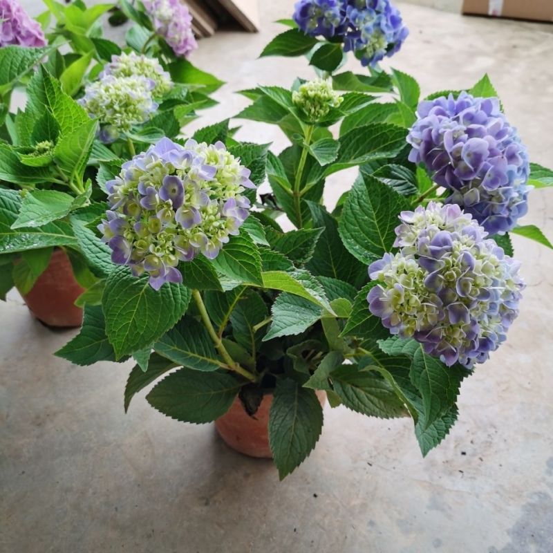 福建精品绣球八仙花种植基地直发花季长易成活