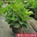 福建精品绣球八仙花种植基地直发花季长易成活