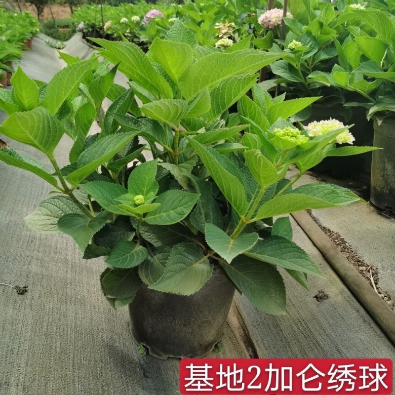福建精品绣球八仙花种植基地直发花季长易成活