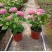 福建精品绣球八仙花种植基地直发花季长易成活