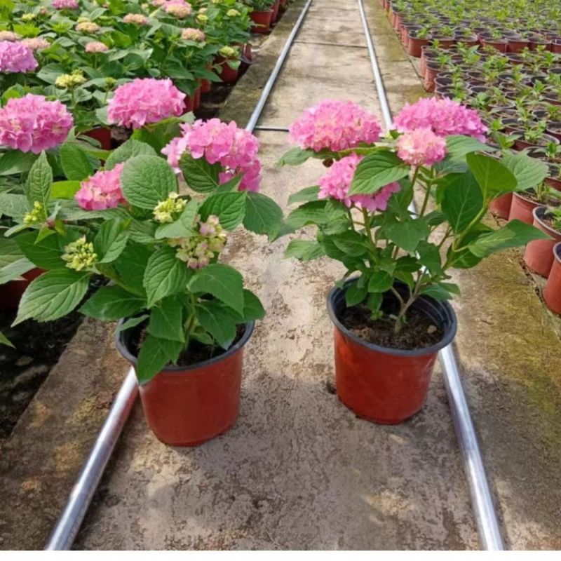 福建精品绣球八仙花种植基地直发花季长易成活