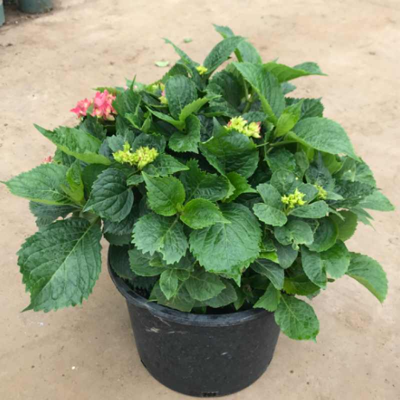 福建精品绣球八仙花种植基地直发花季长易成活