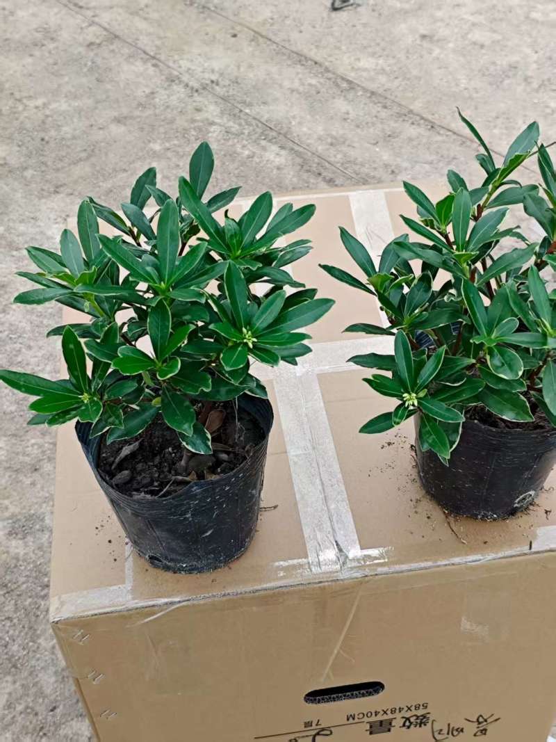福建金边瑞香盆栽浓香型花苞开花室内老桩植物冬季耐寒