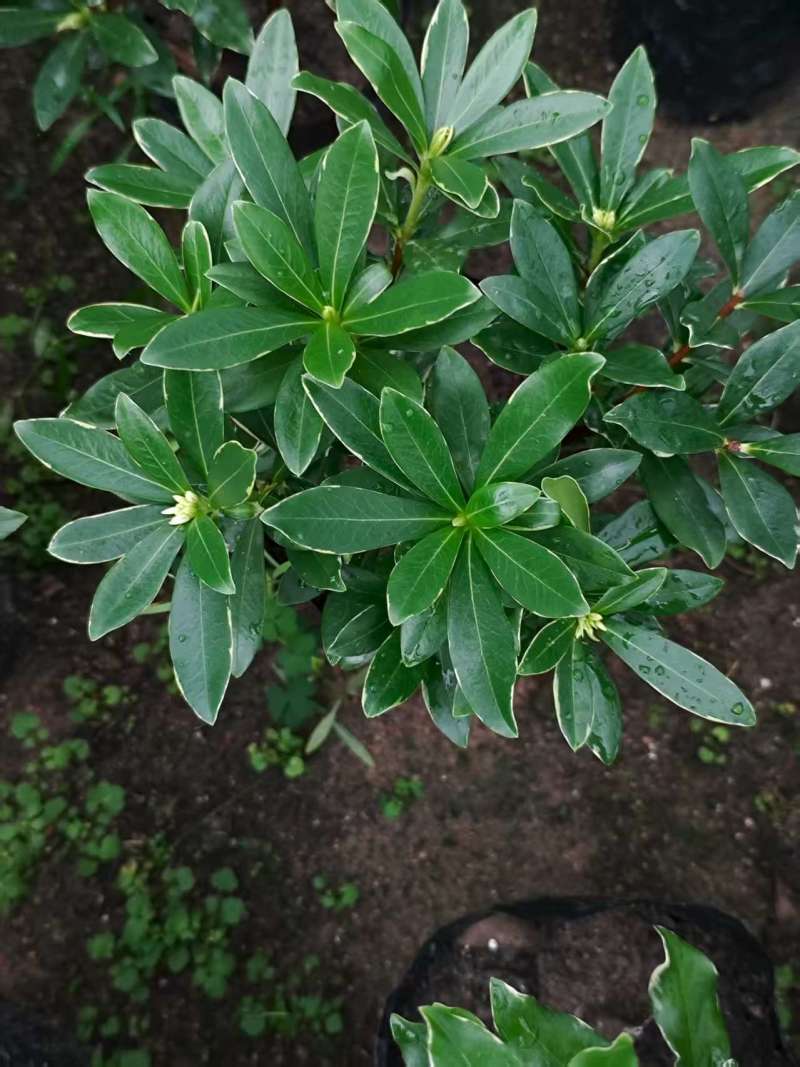 福建金边瑞香盆栽浓香型花苞开花室内老桩植物冬季耐寒
