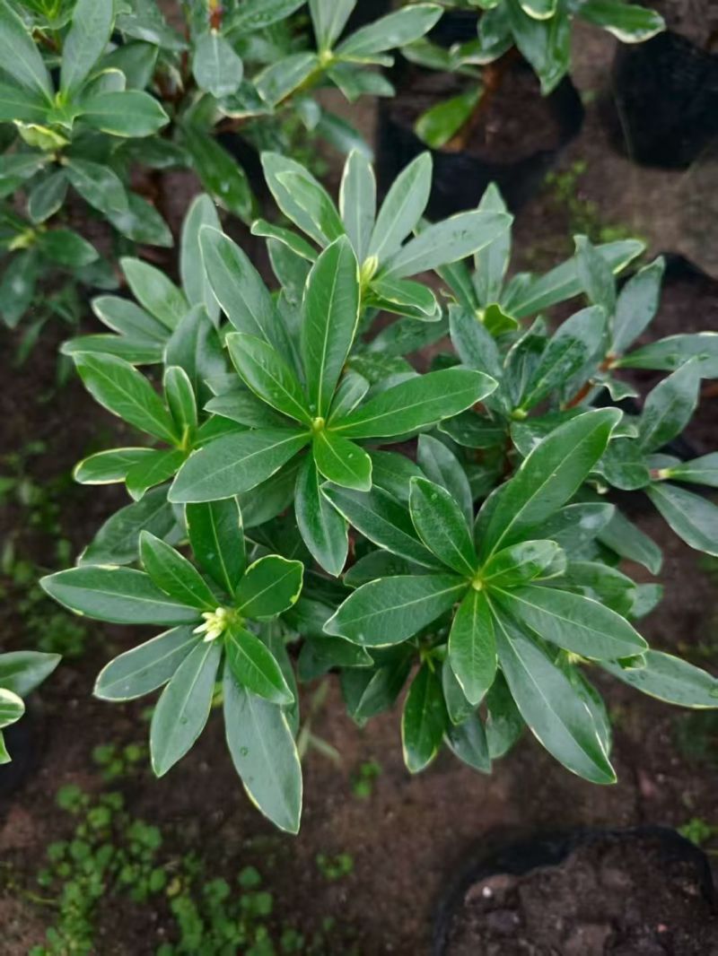 福建金边瑞香盆栽浓香型花苞开花室内老桩植物冬季耐寒
