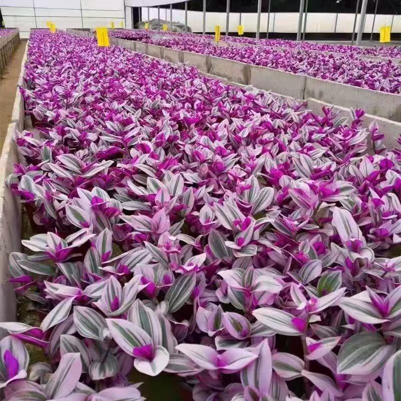【推荐】进口婚礼油画盆栽电商靓货种植基地现挖先发