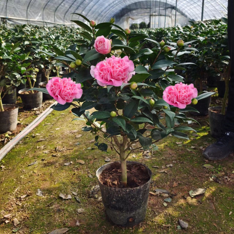 正宗香妃山茶花浓花季长易成活免费提供种植技术诚信经营