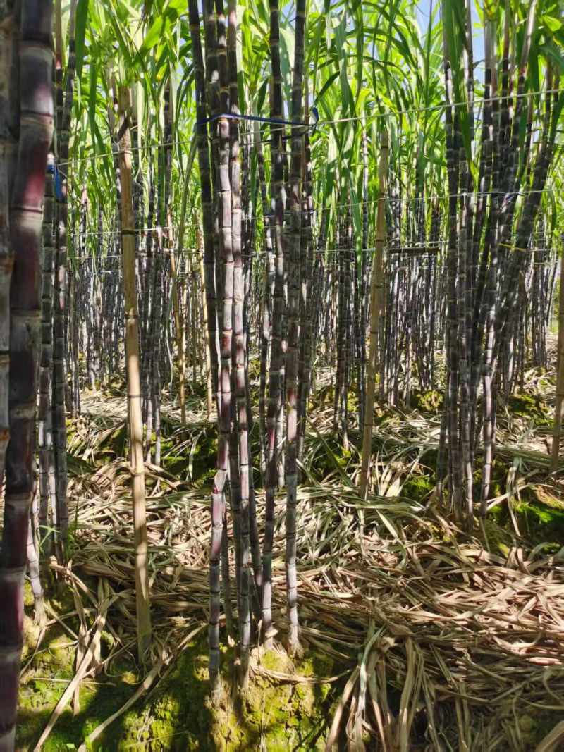 广西甘蔗黑皮果蔗产地直供量大从优对接全国可视频看货