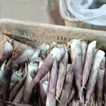 推荐江西竹笋子雷竹笋口感好价格实惠运输便利欢迎电联