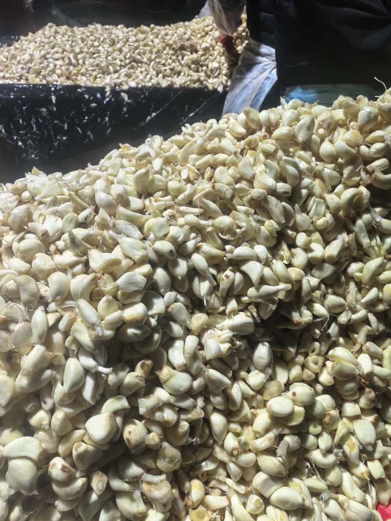山东紫红皮净蒜，毛头蒜种，蒜米，脱水蒜，各种大蒜品质保障直出