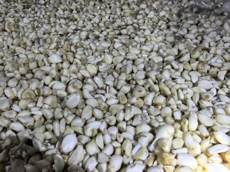 山东临沂去皮蒜米，厂家直销当季新鲜剥皮蒜商用蒜米蒜泥