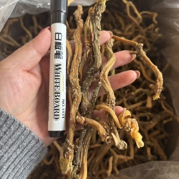 纯野生玉竹条，产地直供保质保量量大从优欢迎看货