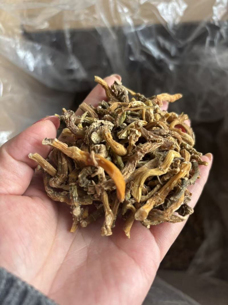 纯野生玉竹条，产地直供保质保量量大从优欢迎看货