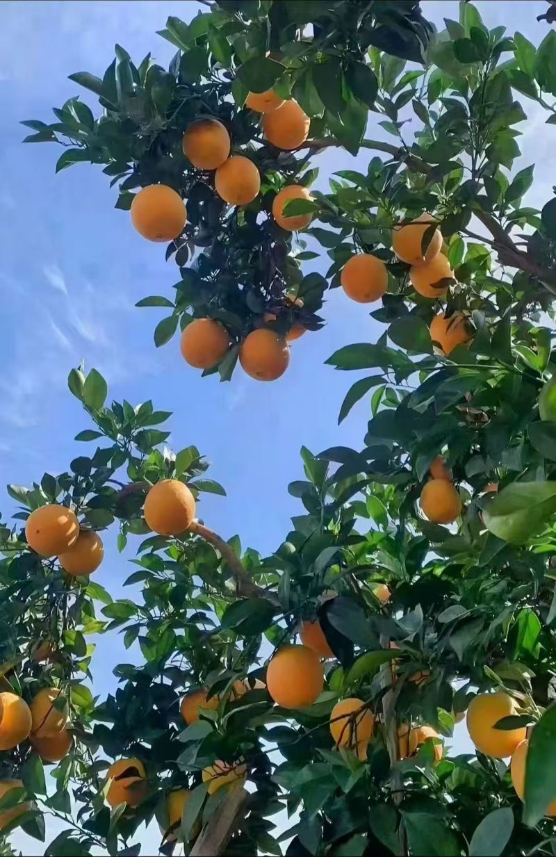 【推荐】赣南高山精品脐橙规格齐全质量保证诚信经营