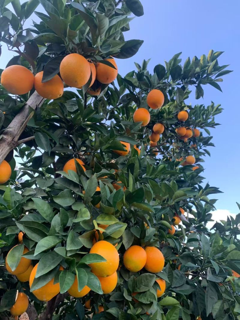 【推荐】赣南高山精品脐橙规格齐全质量保证诚信经营