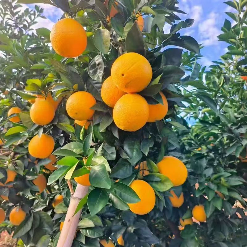【推荐】赣南高山精品脐橙规格齐全质量保证诚信经营