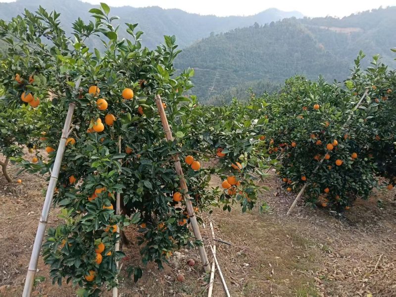 【推荐】赣南高山精品脐橙规格齐全质量保证诚信经营