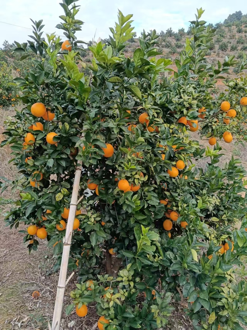 【推荐】赣南高山精品脐橙规格齐全质量保证诚信经营
