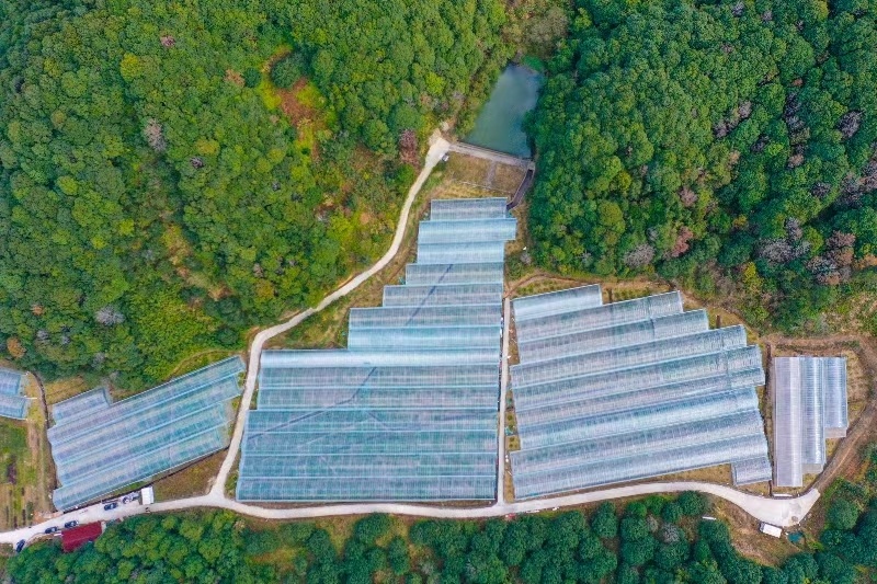 果园产地象山红美人蜜桔，现摘现发大量低价，现货供应