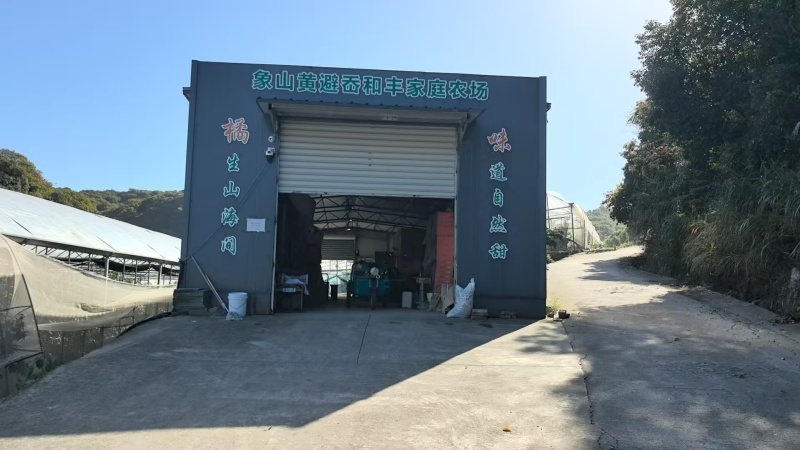 果园产地象山红美人蜜桔，现摘现发大量低价，现货供应