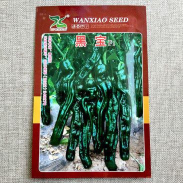 大果黑宝石辣椒种子大黑皱皮椒皮薄质脆辣味香浓高产抗病大田