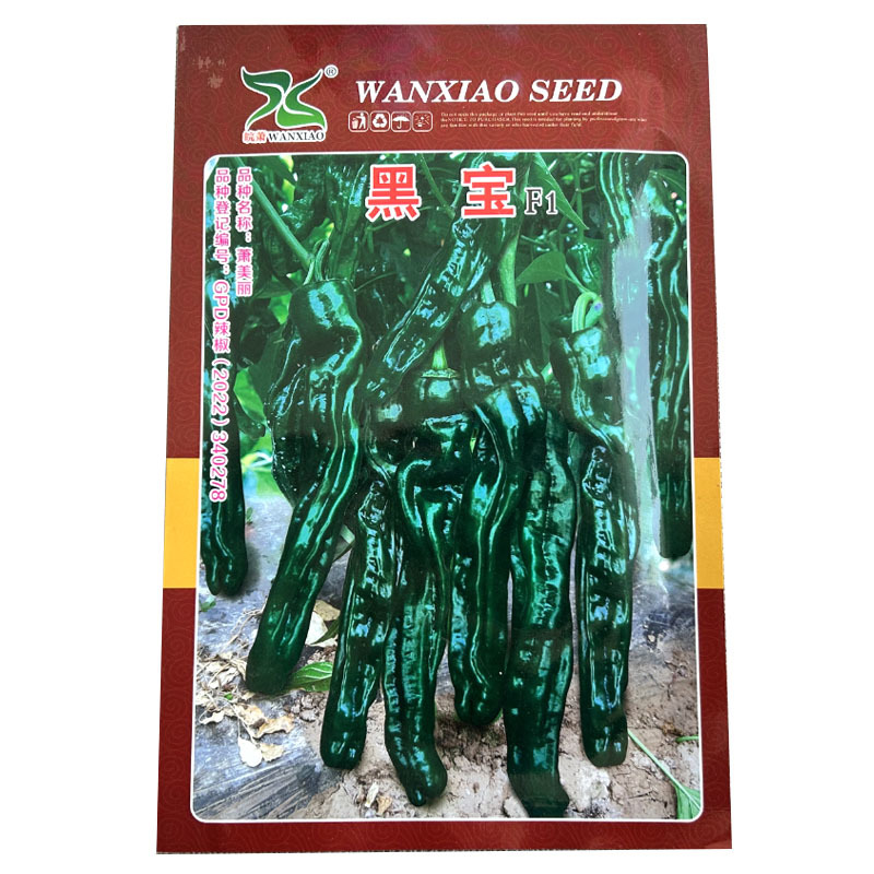 大果黑宝石辣椒种子大黑皱皮椒皮薄质脆辣味香浓高产抗病大田