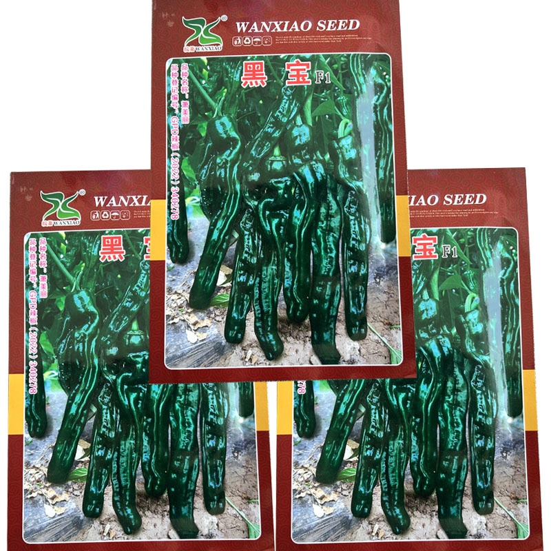 大果黑宝石辣椒种子大黑皱皮椒皮薄质脆辣味香浓高产抗病大田