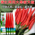 振椒辣椒种子大果型红冠朝天椒F1挂果多蔬菜种子高产红辣椒
