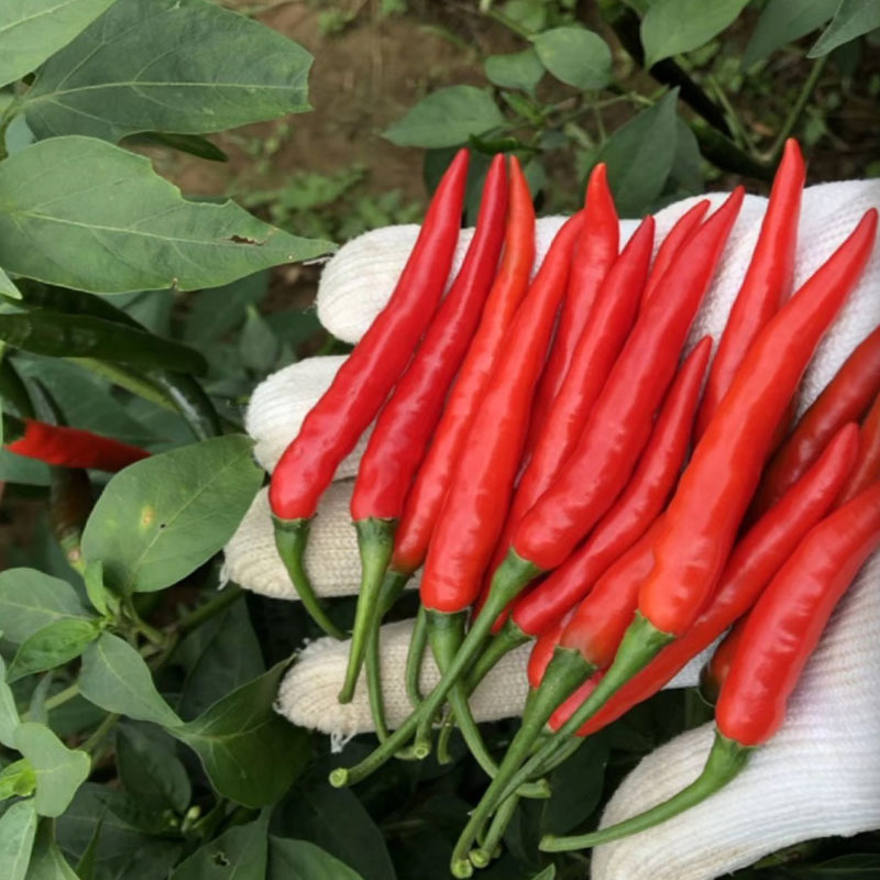 振椒辣椒种子大果型红冠朝天椒F1挂果多蔬菜种子高产红辣椒