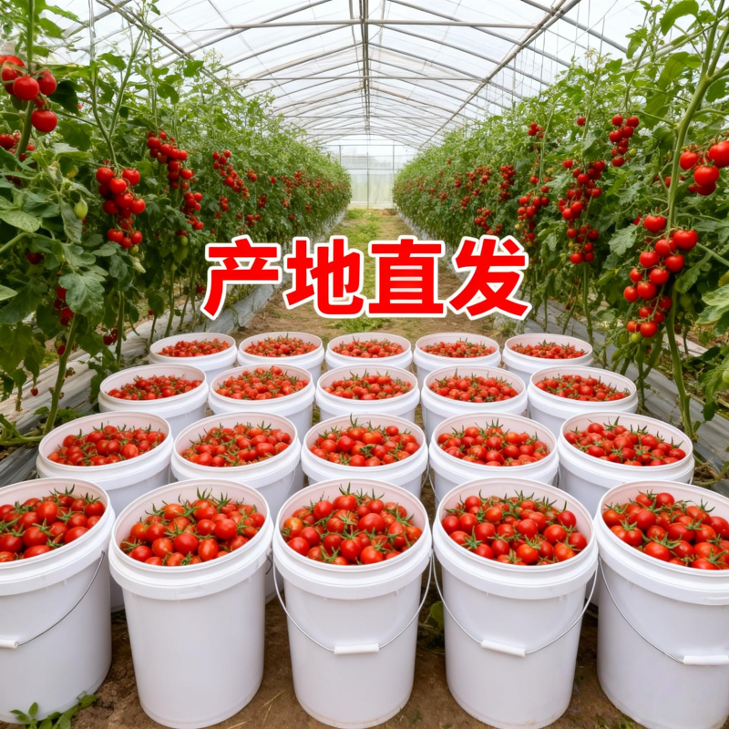 釜山88当季果肉硬实现摘现发山东特产圣女果