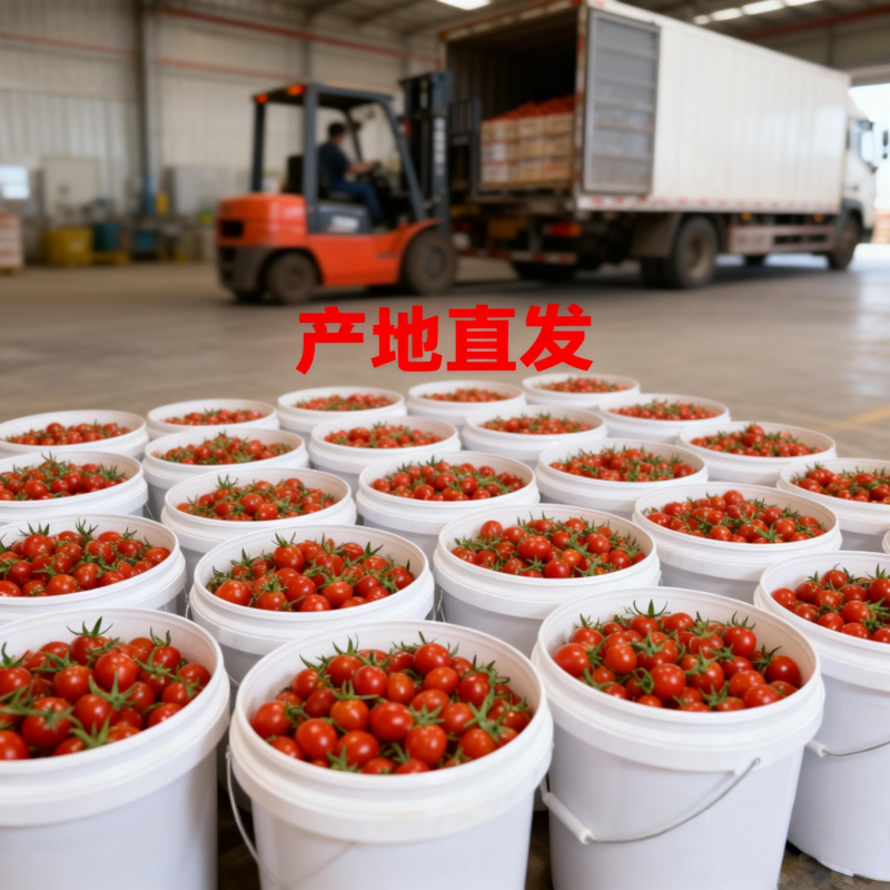 釜山88当季果肉硬实现摘现发山东特产圣女果