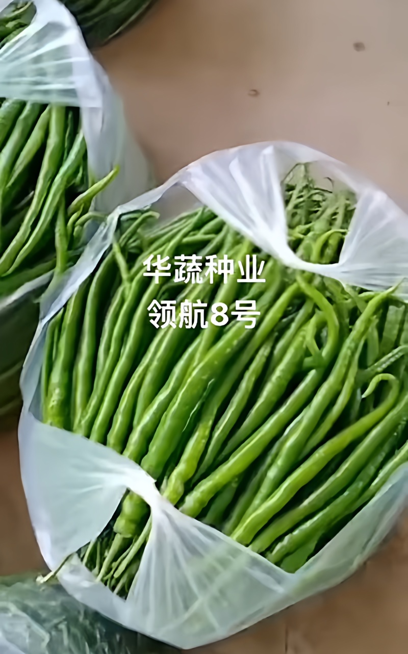 领航8号线椒种子椒条顺直香辣味浓抗病早熟春秋大棚露地辣椒