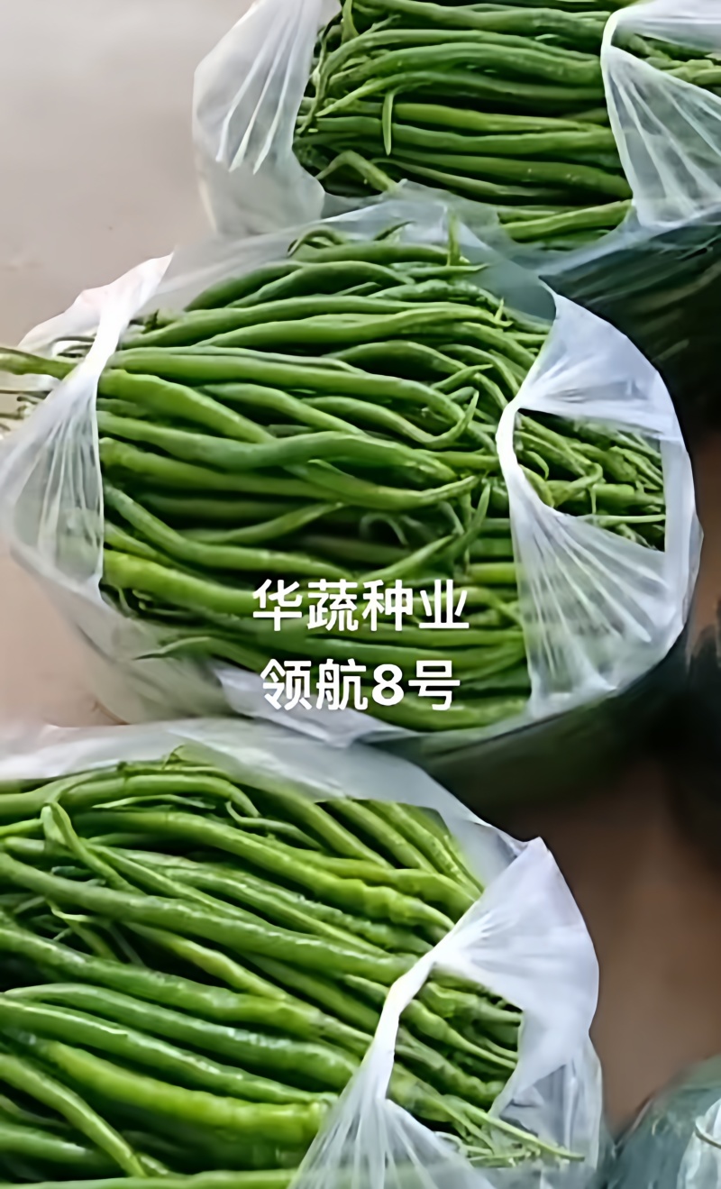领航8号线椒种子椒条顺直香辣味浓抗病早熟春秋大棚露地辣椒