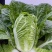 春峰白菜种子春季黄芯早熟大白菜种籽耐抽苔抗病优质春播白菜