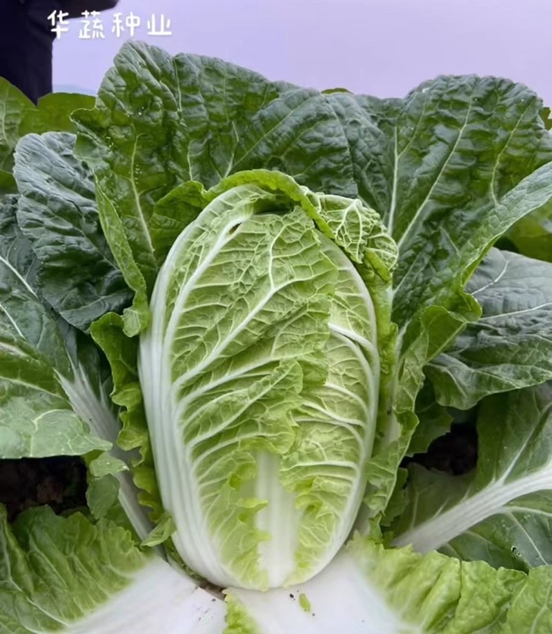 春峰白菜种子春季黄芯早熟大白菜种籽耐抽苔抗病优质春播白菜