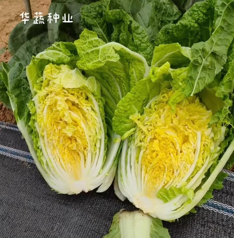 春峰白菜种子春季黄芯早熟大白菜种籽耐抽苔抗病优质春播白菜