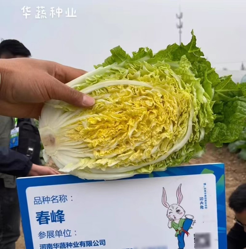 春峰白菜种子春季黄芯早熟大白菜种籽耐抽苔抗病优质春播白菜
