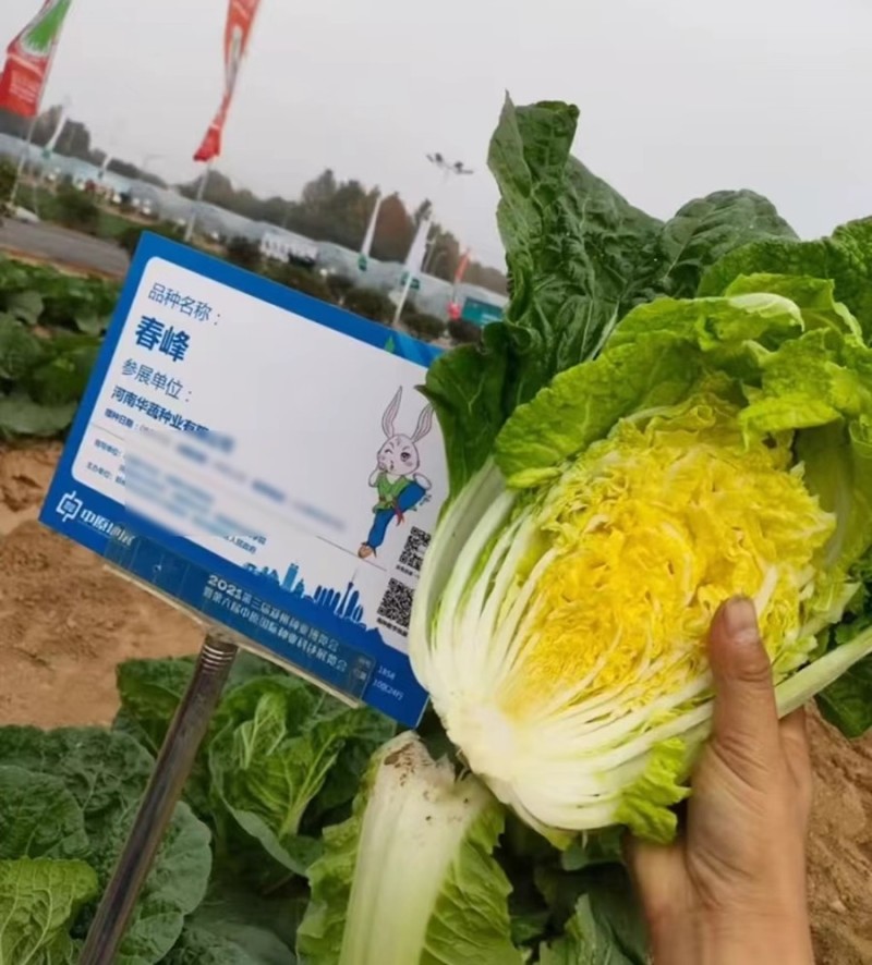春峰白菜种子春季黄芯早熟大白菜种籽耐抽苔抗病优质春播白菜