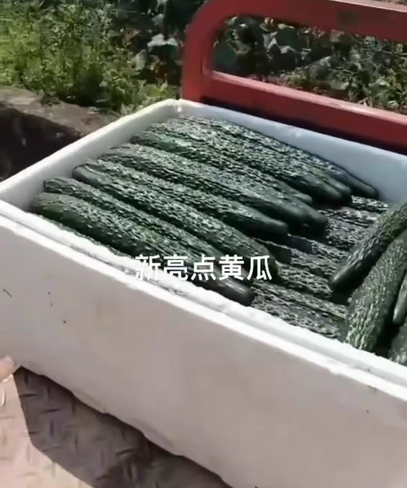 新亮点黄瓜种子深绿油亮型顺直黄瓜种籽强雌高产绿肉短把密刺