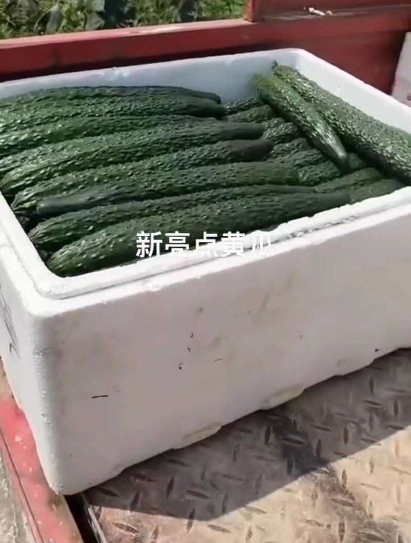 新亮点黄瓜种子深绿油亮型顺直黄瓜种籽强雌高产绿肉短把密刺