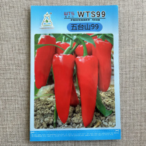 红泡椒种子wts99高产牛角形色泽鲜红辣椒种子大田基地