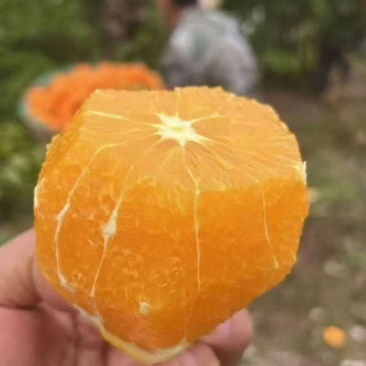 湖北橙子纽荷尔，个大皮薄，口感好，质量保证，现摘现发