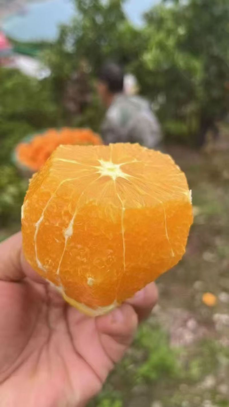 湖北橙子纽荷尔，个大皮薄，口感好，质量保证，现摘现发