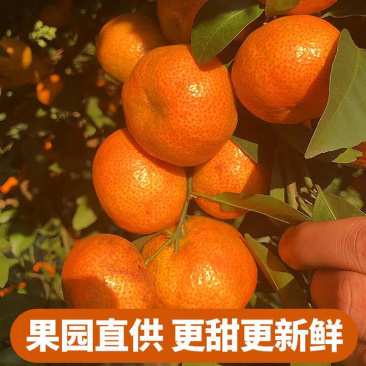 广西砂糖橘一手货源精品好货现货供应电商一件代发