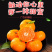 广西砂糖橘一手货源精品好货现货供应电商一件代发